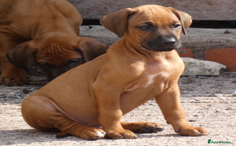 Rhodesian Ridgeback dogs - Advert 1