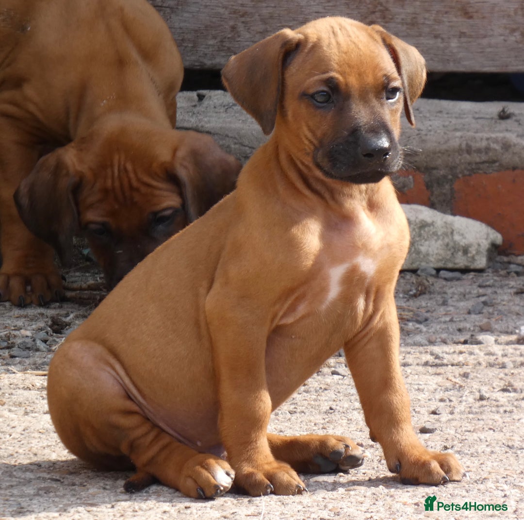 Rhodesian Ridgeback dogs for sale: Rhodesian Ridgeback Puppies KC reg - Image 3