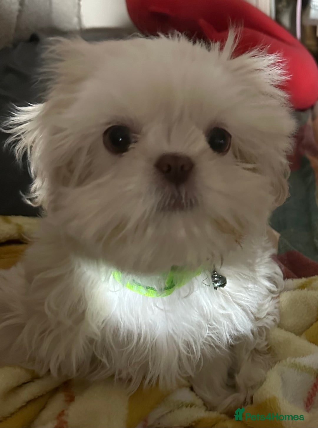 Shih Tzu dogs for sale: Lavender White Imperial Shih Tzu Puppies - Advert 36