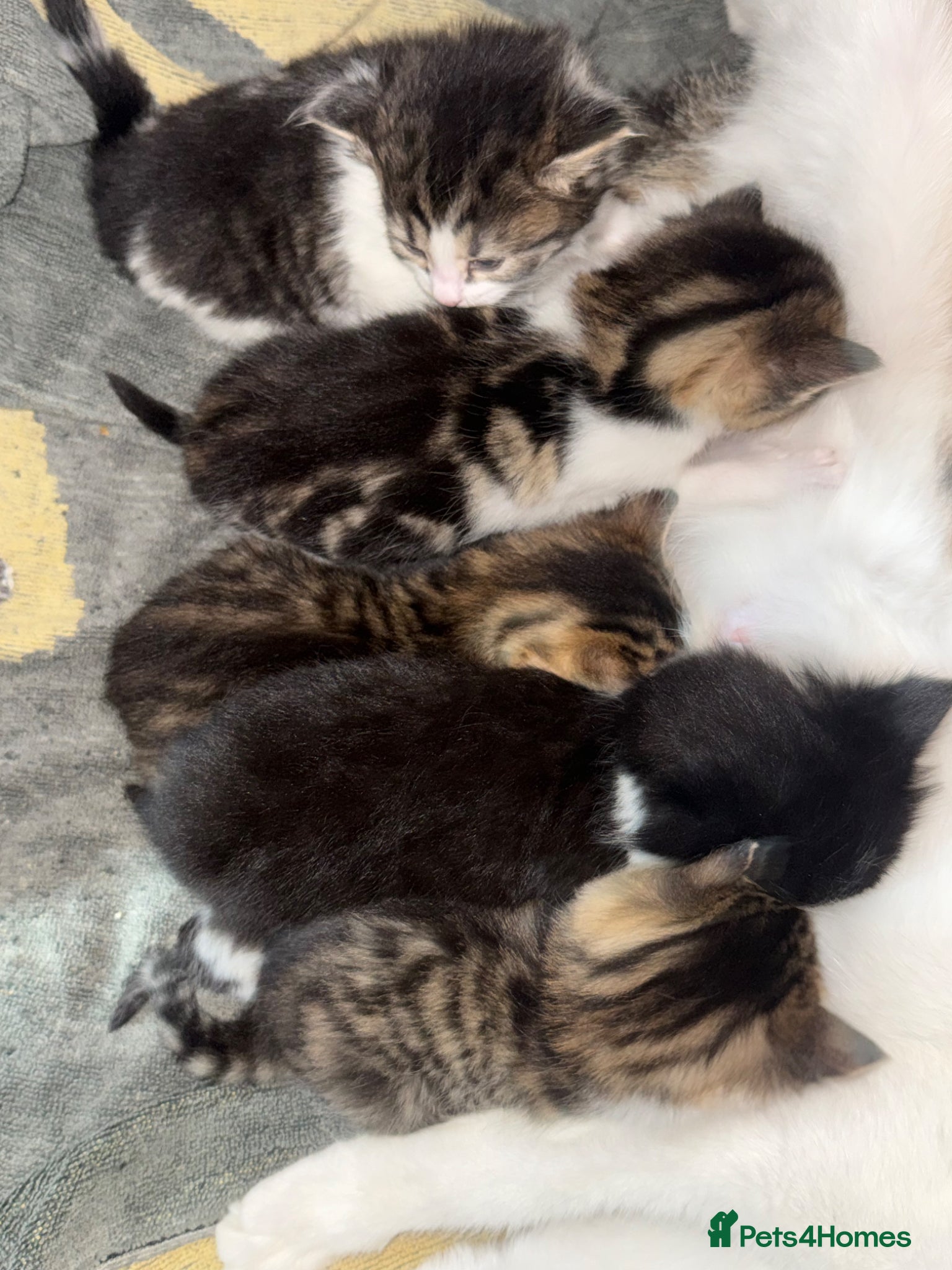 Domestic Shorthair cats 3 Cute Playful Kittens - Advert 3