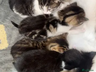 Domestic Shorthair cats 3 Cute Playful Kittens - Advert 3