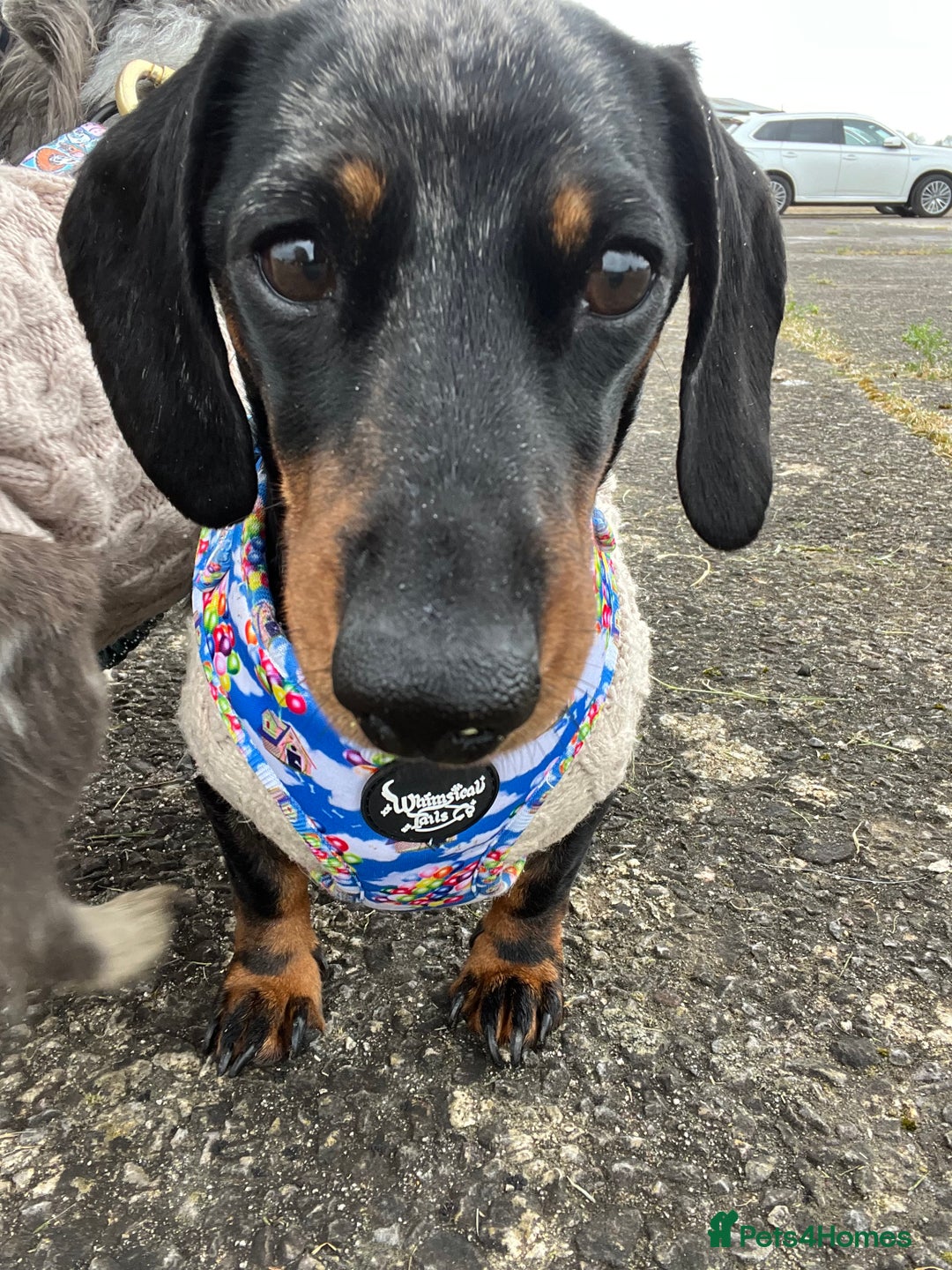 Miniature Dachshund dogs for sale: KC Registered Miniature Dachshund Male 4 Years Old - Advert 3