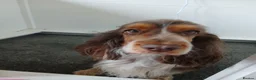 Cocker Spaniel dogs for sale: Kc registered cocker spaniel puppies  in Leven - Advert 14