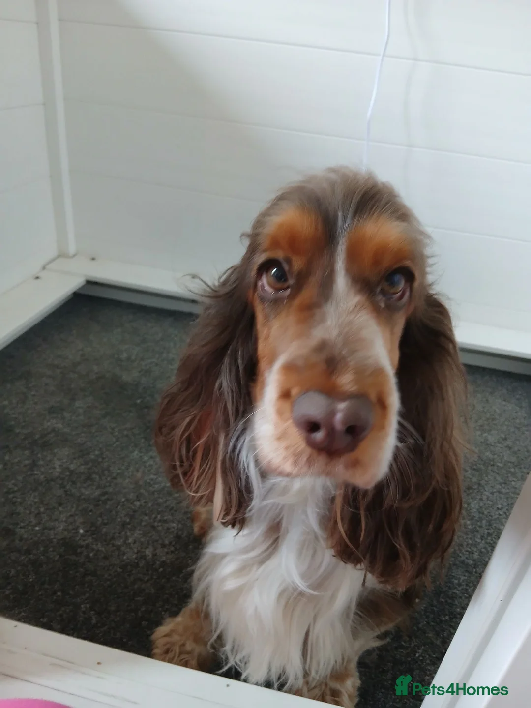 Cocker Spaniel dogs for sale: Kc registered cocker spaniel puppies  in Leven - Advert 14