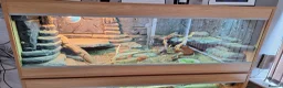 Bearded Dragon reptiles for sale: 2x female bearded dragons plus vivariums - Advert 9
