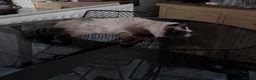 Ragdoll cats for sale: Ragkins Registered pedigree Ragdoll kittens  in Derby - Advert 12