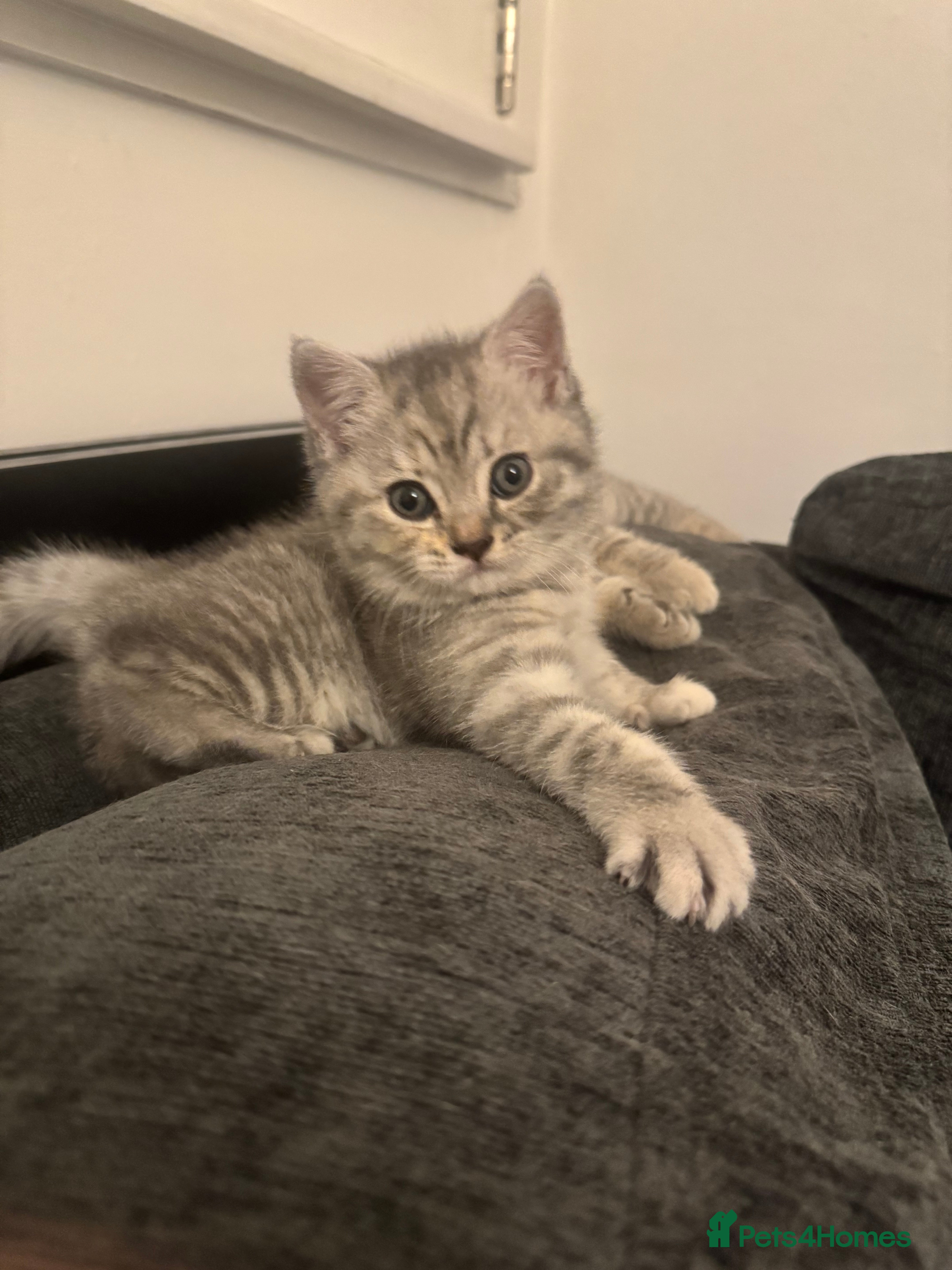 British Shorthair cats British shorthair kittens - Advert 10