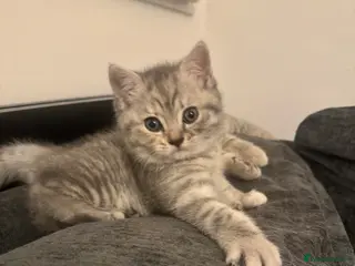 British Shorthair cats British shorthair kittens - Advert 10
