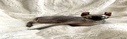 Sphynx cats for sale: Beautiful Canadian Sphynx girl looking for home  - Advert 4