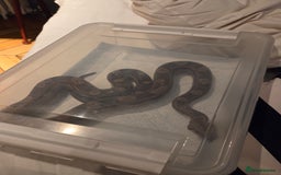 Boa Snake reptiles for sale: Dwarf Jungle Monty Boa Constrictor - Image 2