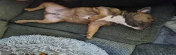 French Bulldog dogs for sale: Urgent Furever Home Needed.  - Advert 11