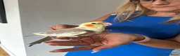 Cockatiels birds for sale: Hand reared cockatiels  - Advert 1