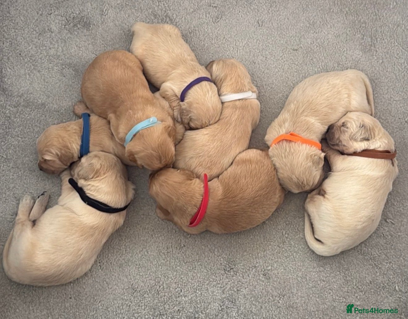 Golden Retriever dogs KC Golden Retrievers -  Health Tested Parents 🧬 - Advert 2
