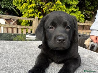 Labrador Retriever dogs Black Show Chunky female Available - Advert 12