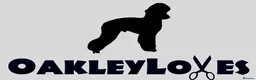 Miniature Poodle dogs for stud: Kc red miniature poodle stud - Advert 7