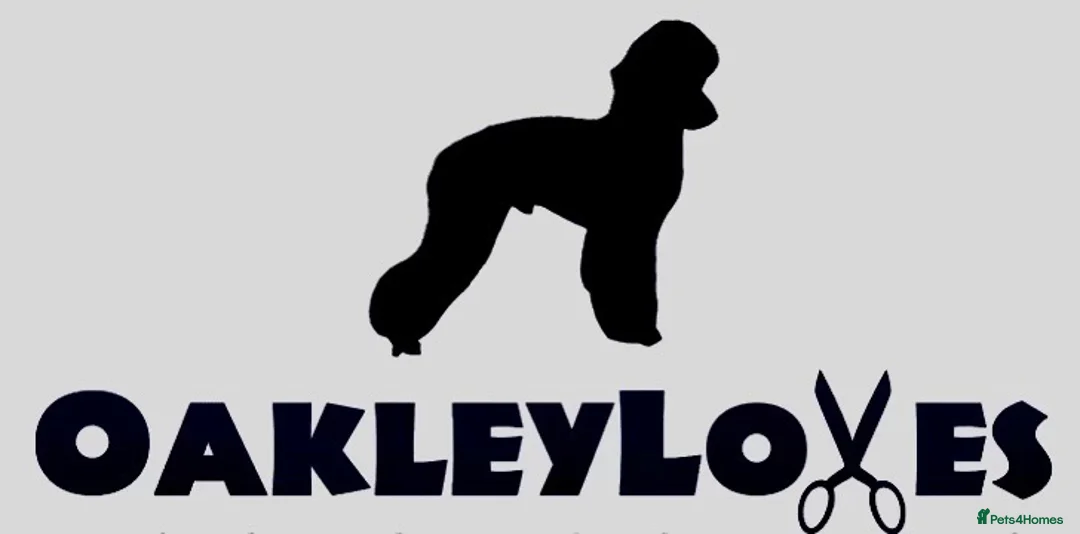 Miniature Poodle dogs for stud: Kc red miniature poodle stud - Advert 7