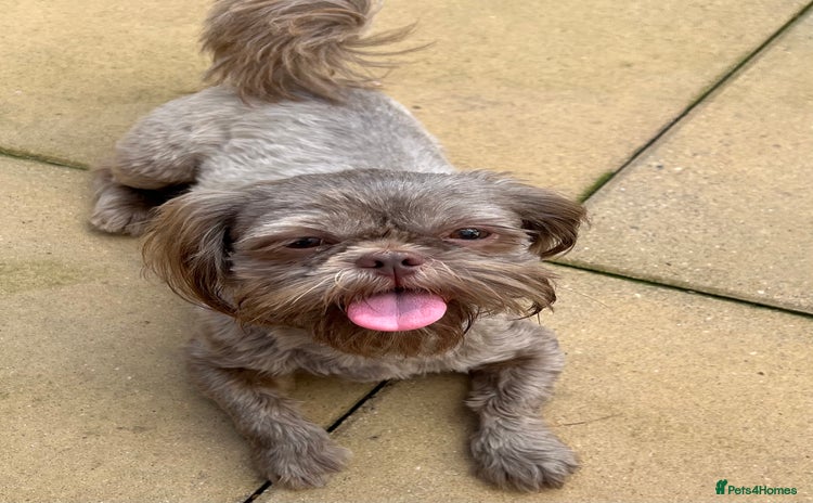 Shih Tzu dogs - Advert 4