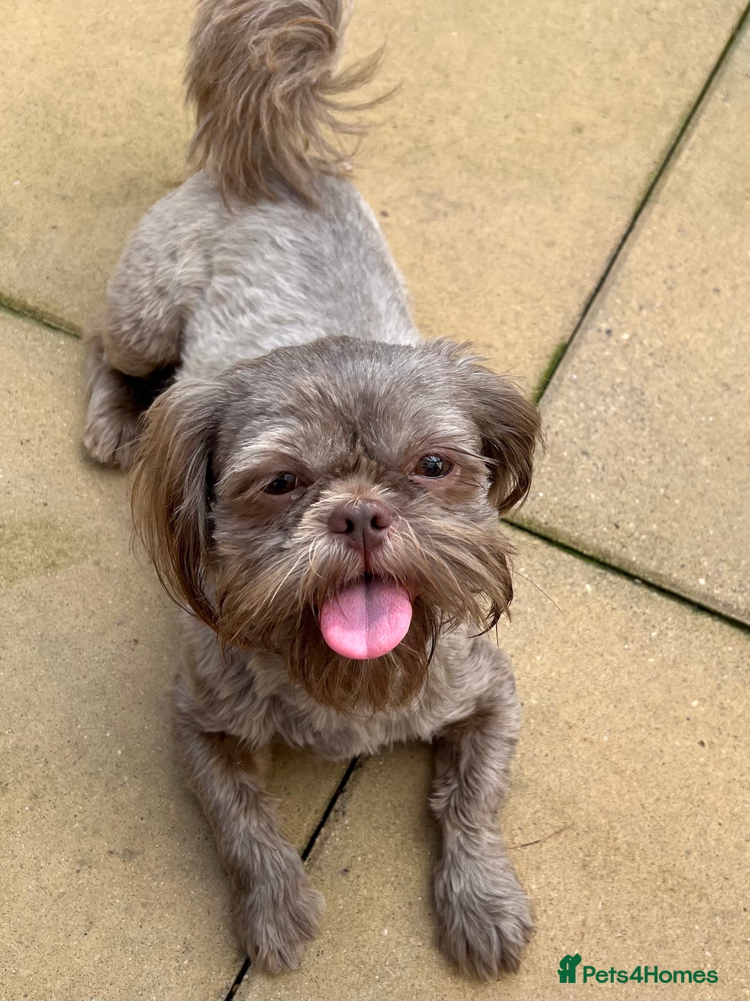 Shih Tzu dogs for sale: Shih tzu bitch - Image 1