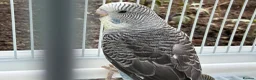 Budgerigars birds for sale: Bfbw, Bwbf, Rainbow hagoromo and other mutations  - Advert 4