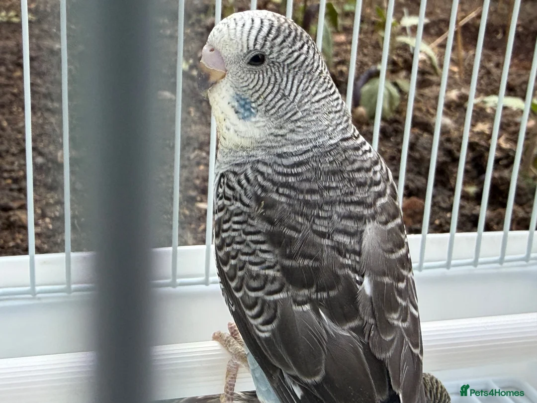 Budgerigars birds for sale: Bfbw, Bwbf, Rainbow hagoromo and other mutations  - Advert 19