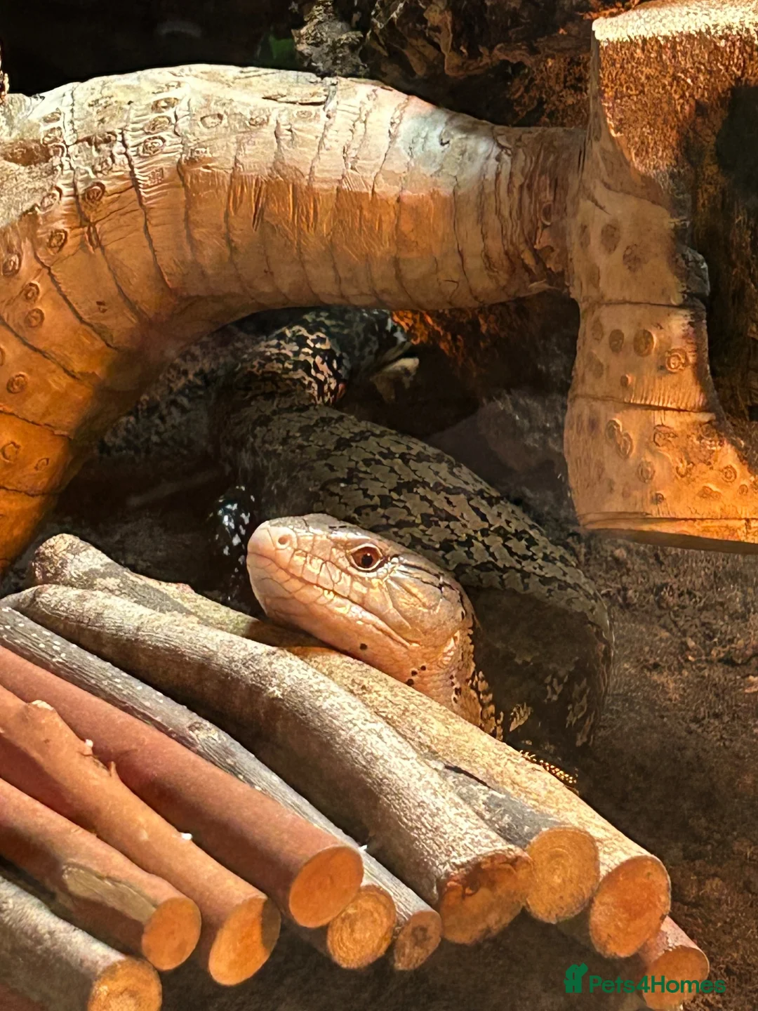 Frog reptiles for sale: Reptiles - Advert 1