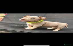 American Bully dogs for sale: Pocket bully female  - Image 6