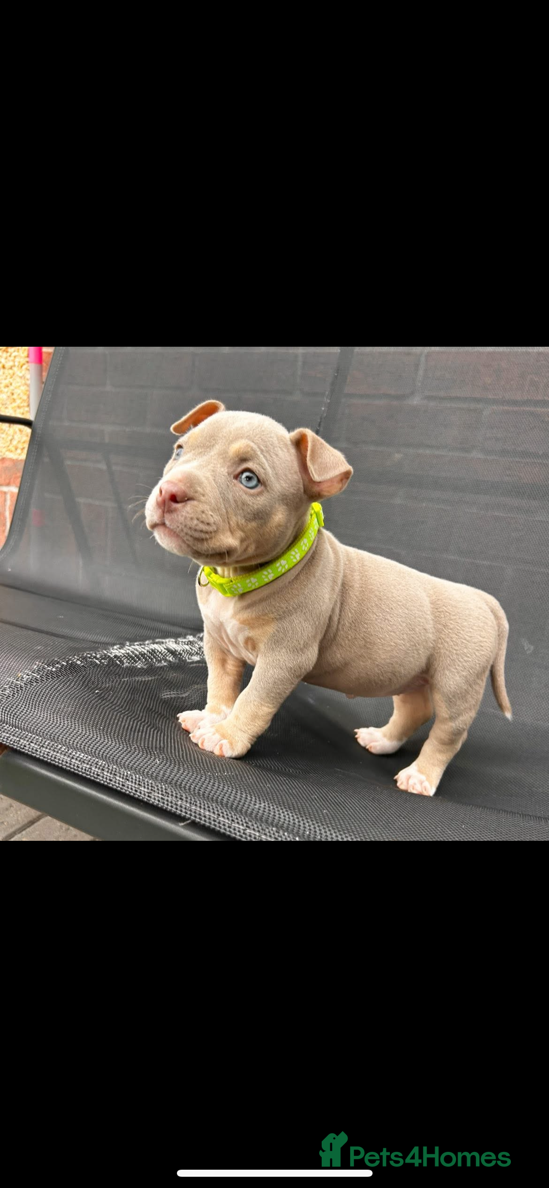 American Bully dogs for sale: Pocket bully female  - Image 6