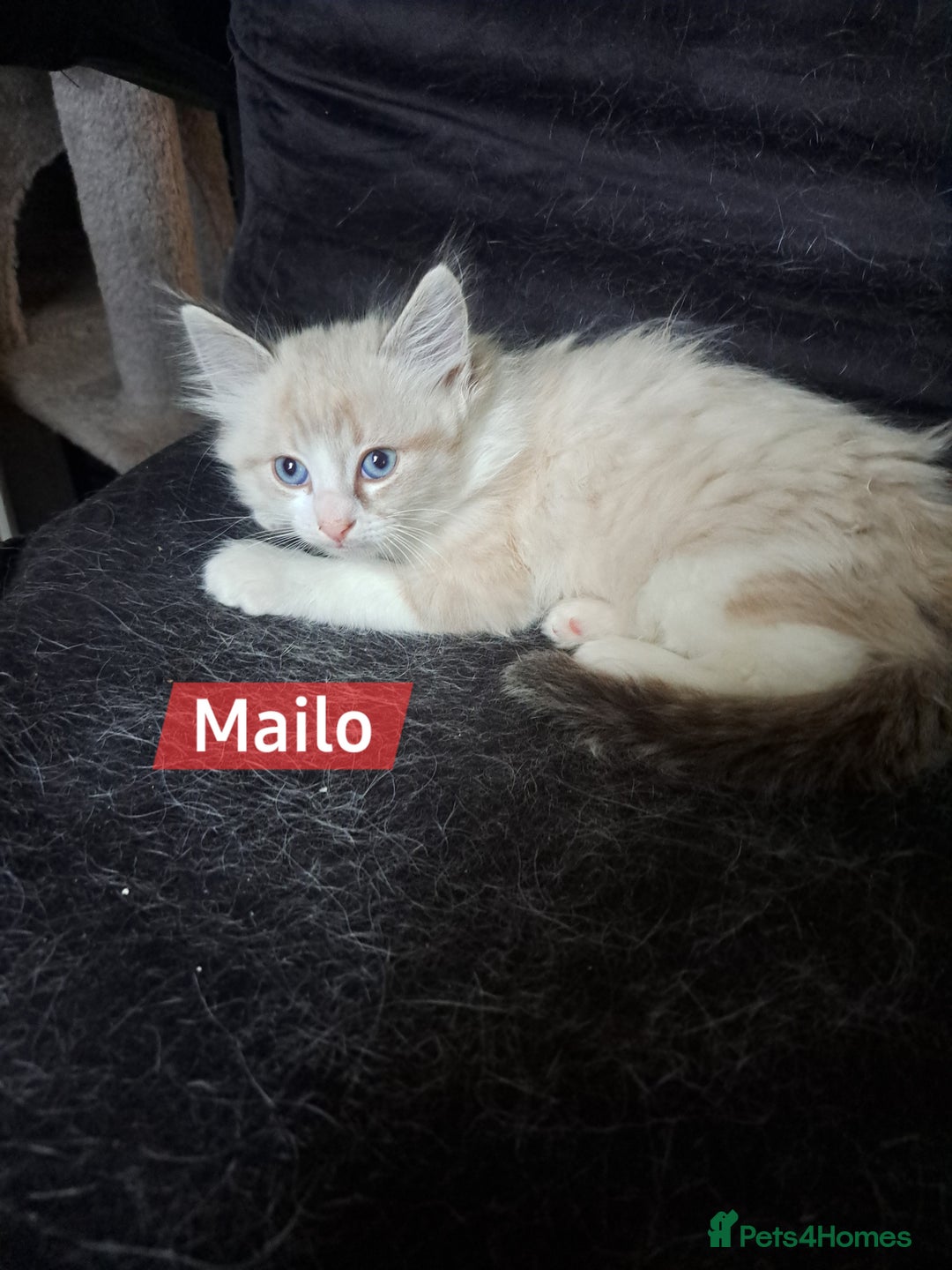 Mixed Breed cats for sale: Balineses x maine coon x Ragdoll  Kittens 💜 - Advert 1