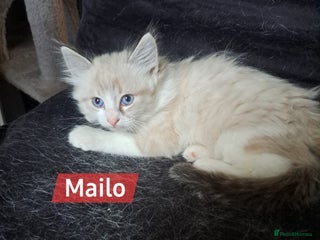 Mixed Breed cats Balineses x maine coon x Ragdoll Kittens 💜 - Advert 1