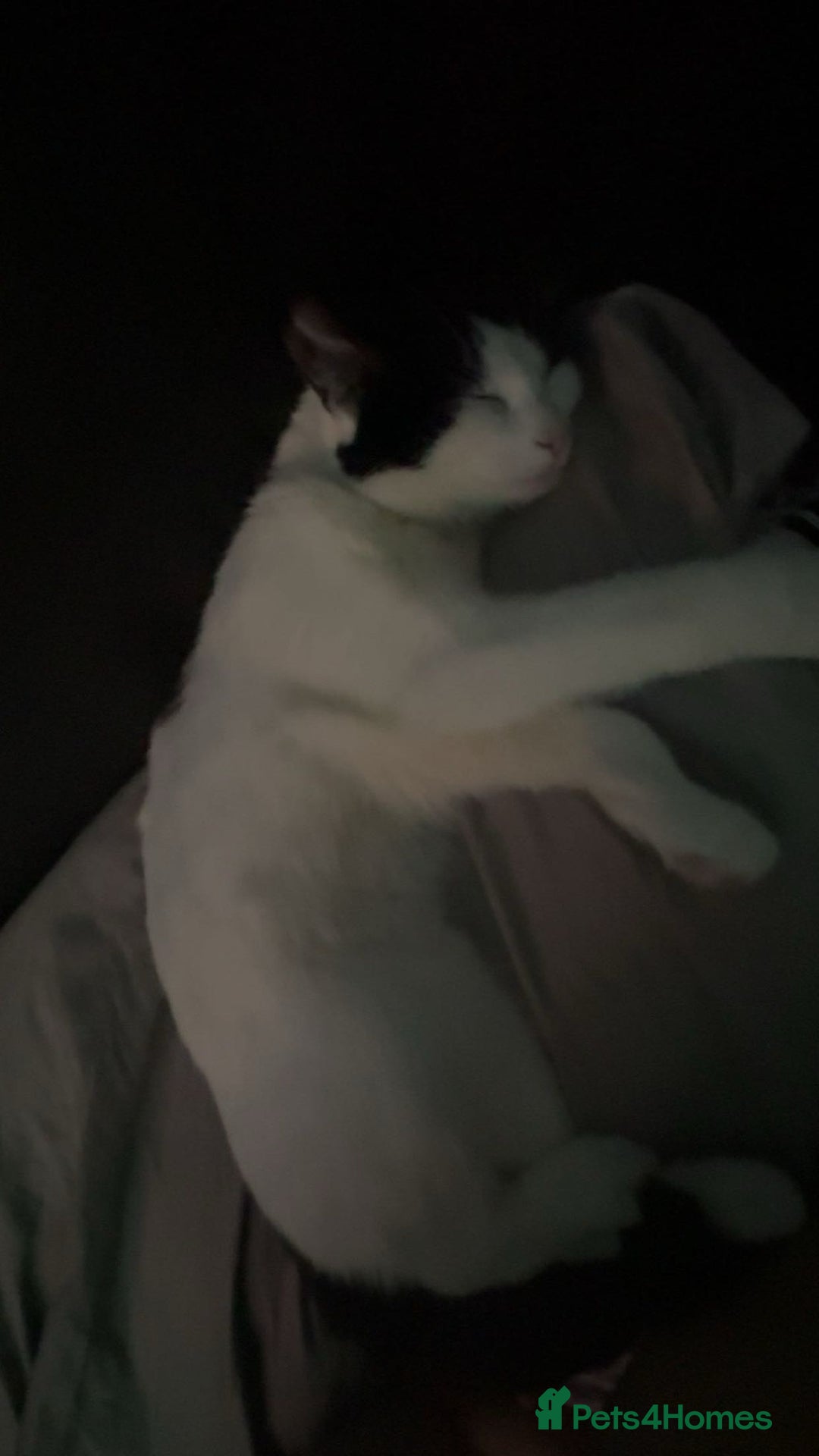 Domestic Shorthair cats for sale: Domestic shorthair 1 Year old female cat🐈🤍  - Image 2