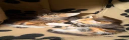 Mixed Breed cats for sale: 4 boy kittens looking for their loving home  - Advert 8