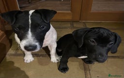 Mixed Breed dogs for sale: ONE GIRL LEFT! Jack Russell x Cocker Spaniel pups  - Image 1