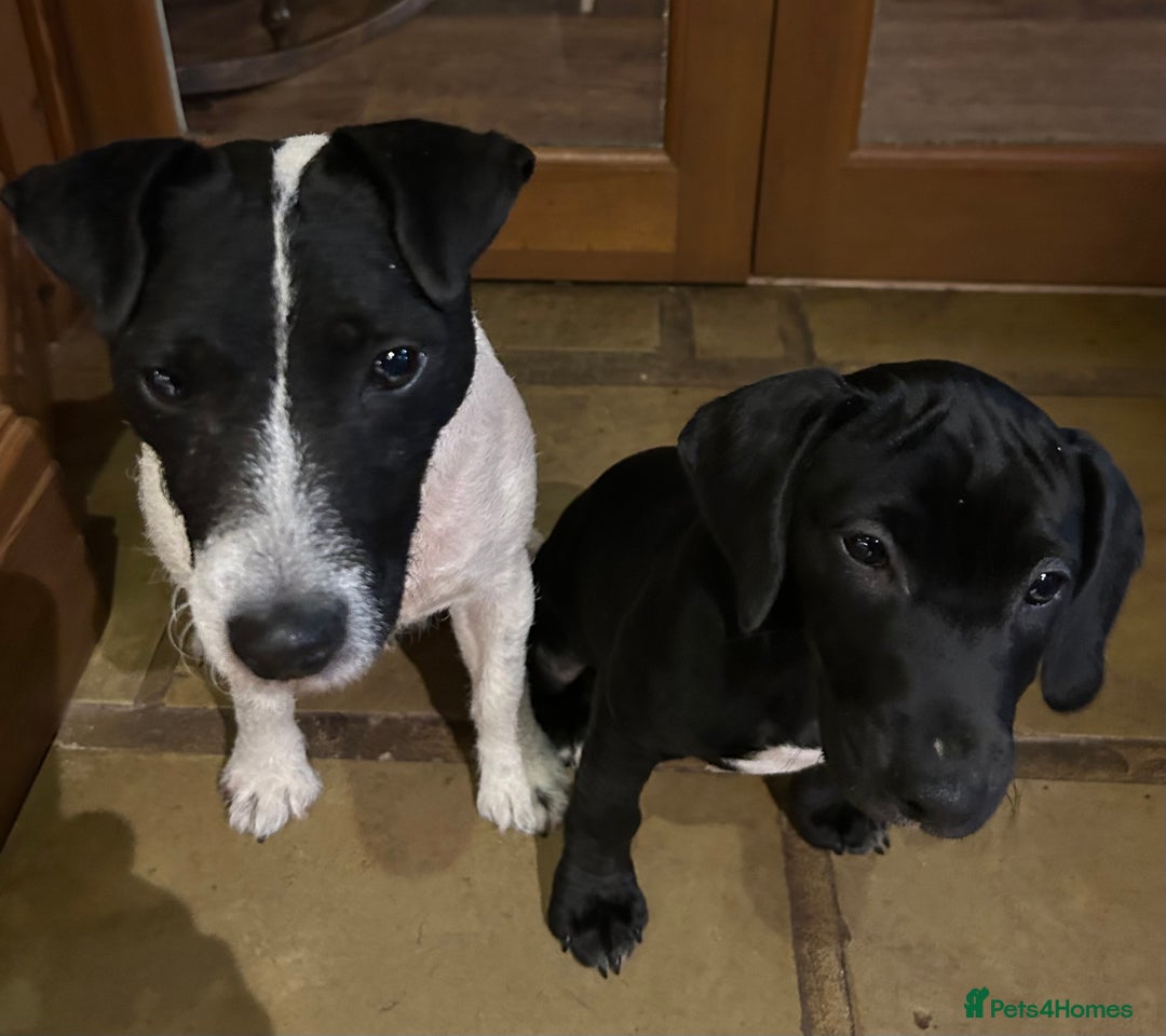 Mixed Breed dogs for sale: ONE GIRL LEFT! Jack Russell x Cocker Spaniel pups  - Image 1