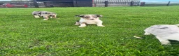 Border Collie dogs for sale: 7 beautiful border collies  - Advert 4