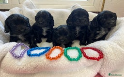 Cocker Spaniel dogs for sale: Kc registered Show cocker spaniel  - Image 16