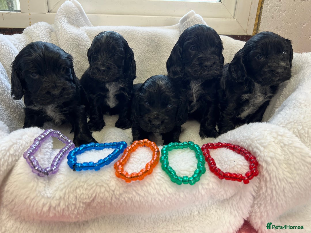 Cocker Spaniel dogs for sale: Kc registered Show cocker spaniel  - Image 16