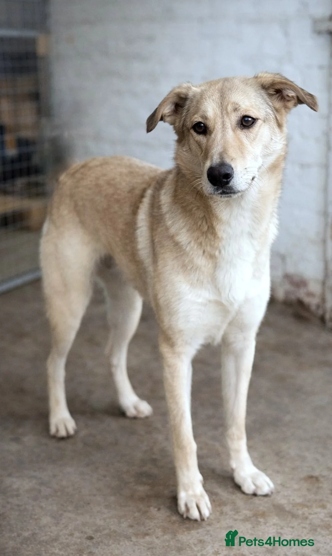 Mixed Breed dogs for adoption: 🐾 CANDY 🍯 A Gentle Soul Learning to Trust Again - Advert 1