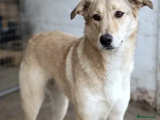 Mixed Breed dogs 🐾 CANDY 🍯 A Gentle Soul Learning to Trust Again - Advert 3