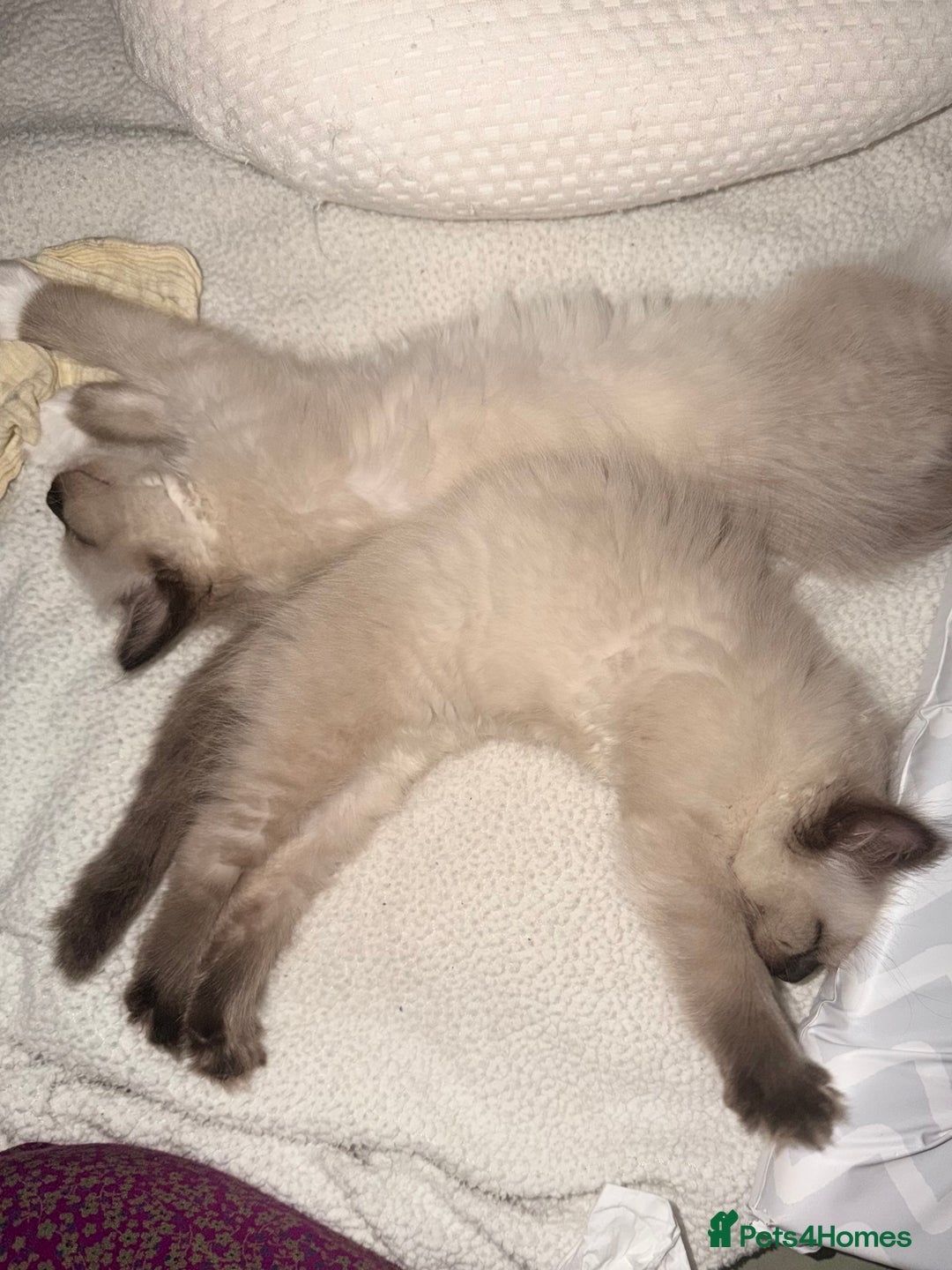 Ragdoll cats for sale: Seal point ragdoll - Advert 7
