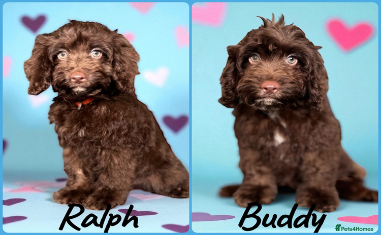 Cockapoo dogs - Advert 1