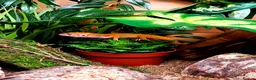 Leopard Gecko reptiles for sale: Leopard gecko  in Eastleigh - Advert 2
