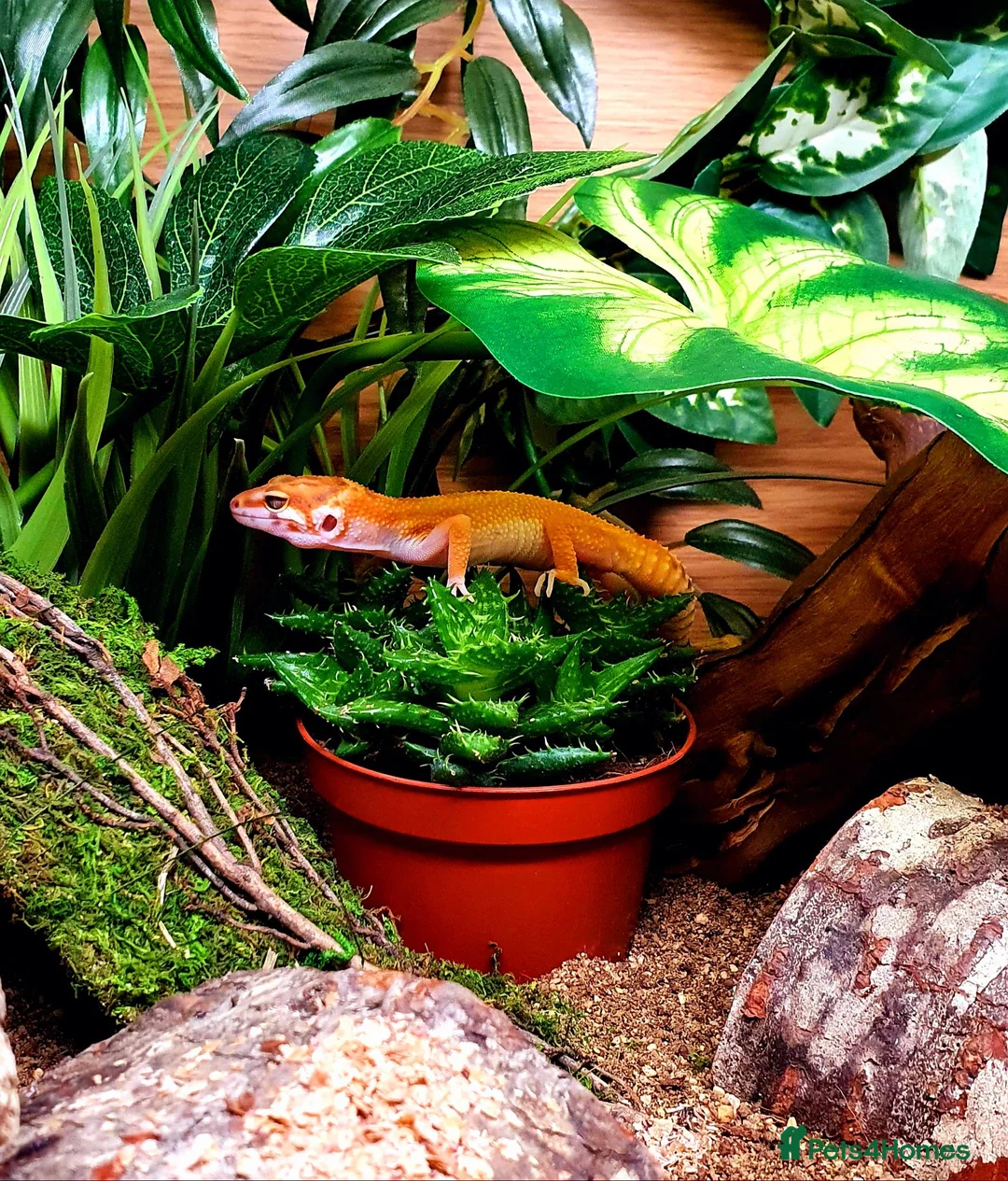 Leopard Gecko reptiles for sale: Leopard gecko  in Eastleigh - Advert 2