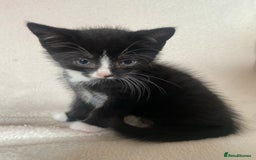 Mixed Breed cats for sale: Mixed Litter of 6 Kittens Different Personalities - Image 6