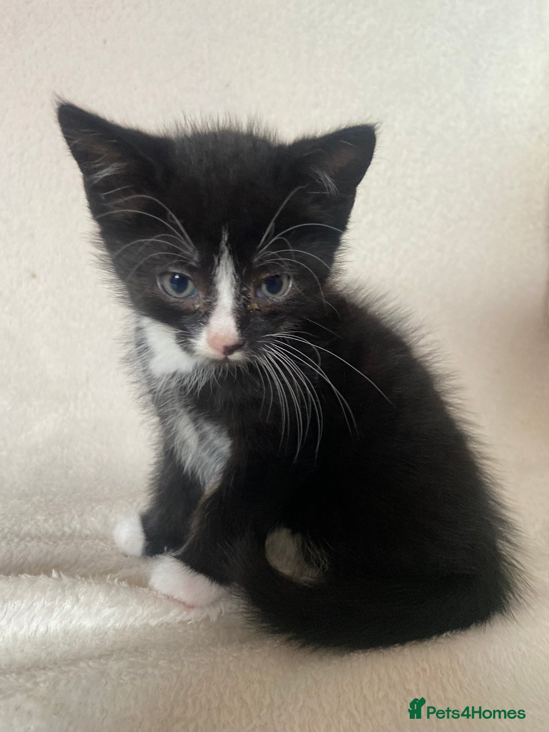 Mixed Breed cats for sale: Mixed Litter of 6 Kittens Different Personalities - Image 6