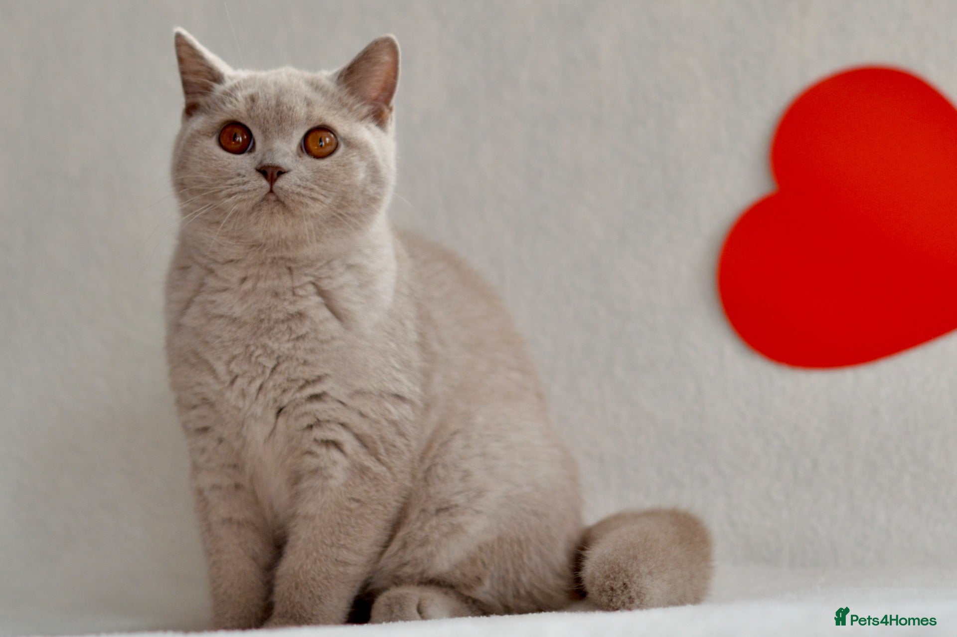 British Shorthair cats 5 beautiful kittens😻❤️ - Advert 1