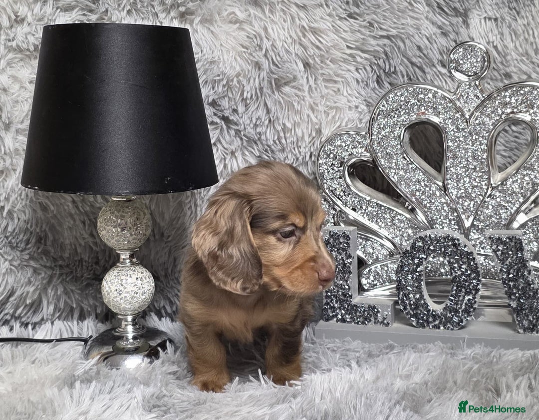 Miniature Dachshund dogs for sale: Adorable KC long coat boys available  - Advert 26
