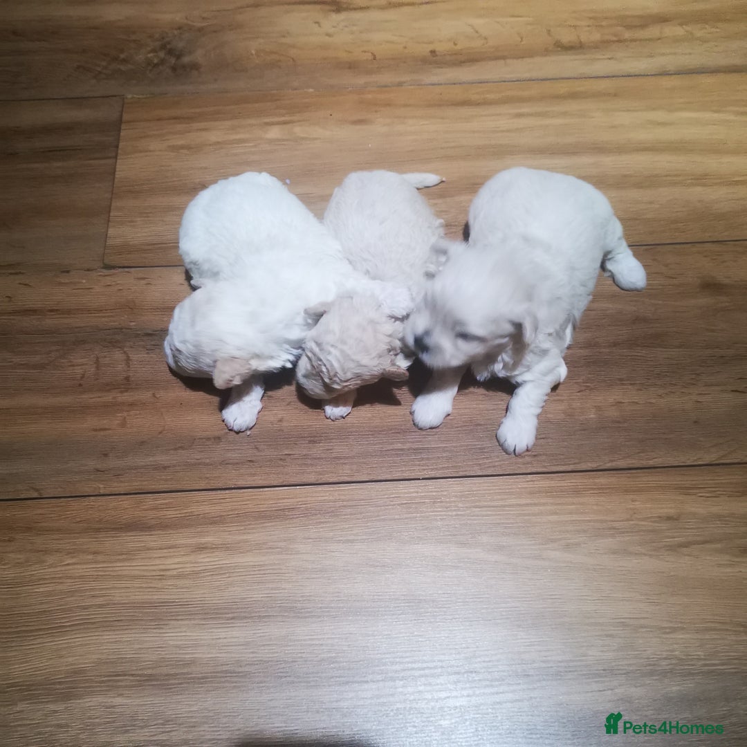 Bichon Frise dogs for sale: 3 beautifuls puppy Bichon Maltese - Advert 11