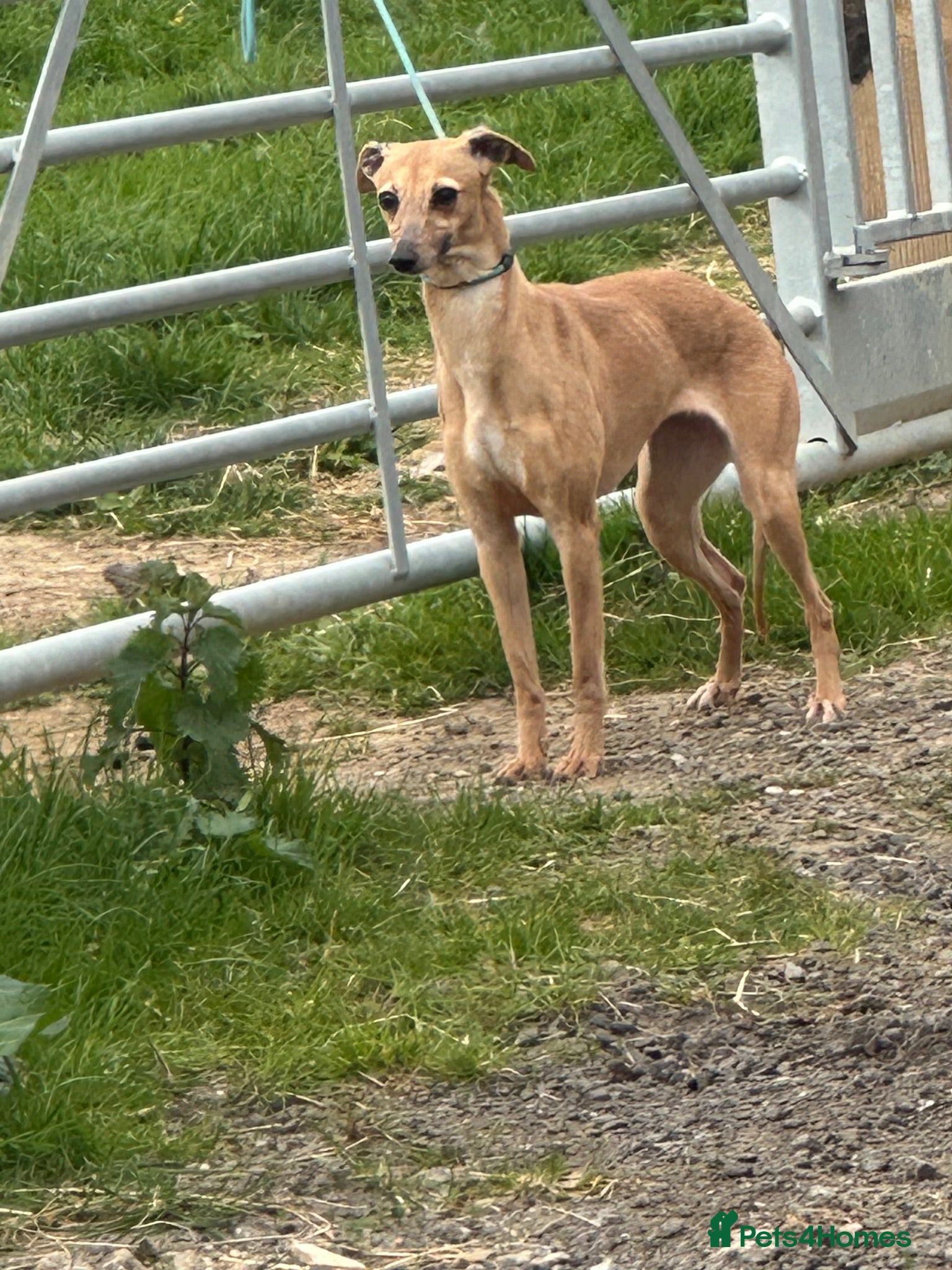 Italian Greyhound dogs Italian greyhound puppies 🐶  - Advert 4