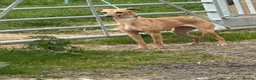 Italian Greyhound dogs for sale: Italian greyhound puppies 🐶  in Bridport - Advert 1