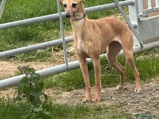 Italian Greyhound dogs Italian greyhound puppies 🐶 - Advert 2